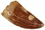 Serrated, Carcharodontosaurus Tooth - Real Dinosaur Tooth #241367-1